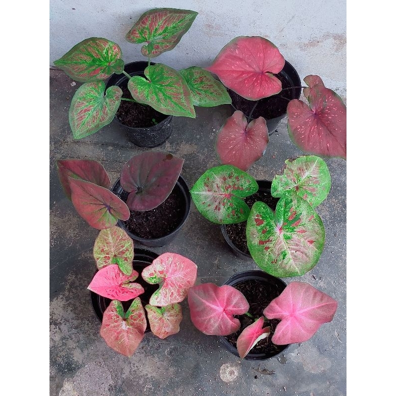 tanaman bunga keladi hidup