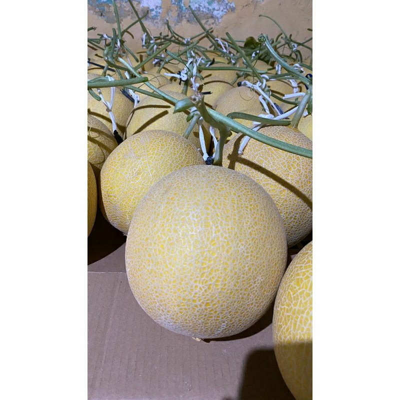 

Melon inthanon super manis