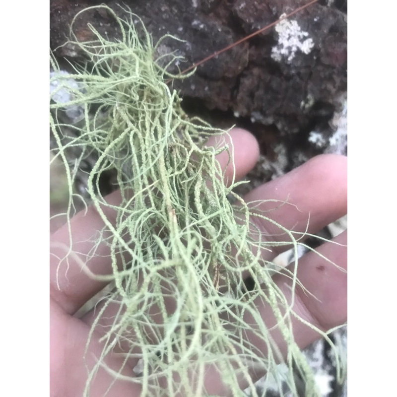 

AKAR WANGI KERING 50gr - Vetiveria zizanioide MURNI