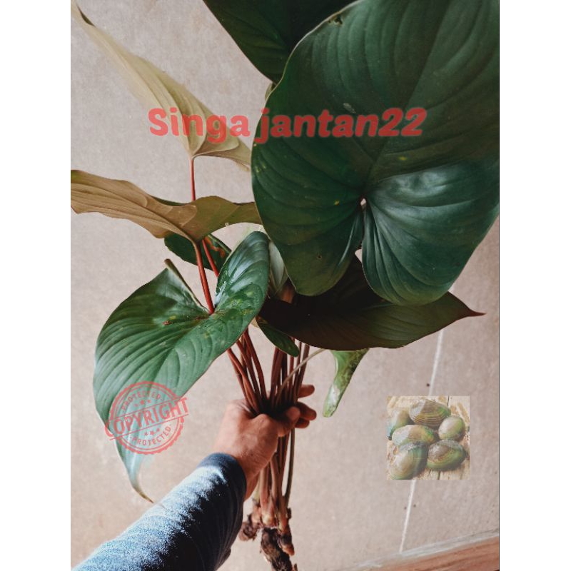 Nampu merah Tanaman hias aviary