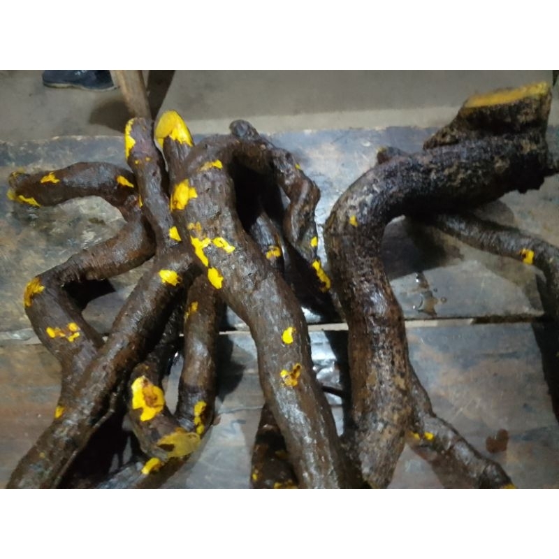 

akar kayu kuning/ki koneng 1kg kering murah berkualitas
