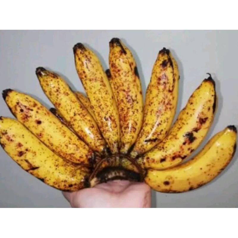 

Pisang Raja Cere | Pisang Raja Super | Pisang raja sereh Bandung 1 kg lebih