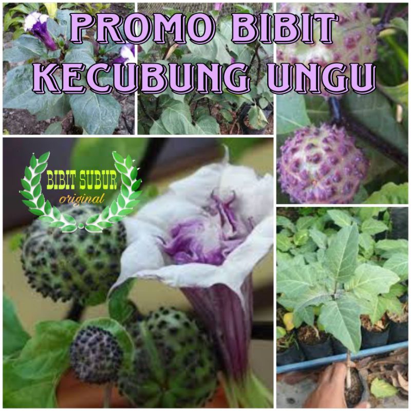 PROMO BIBIT KECUBUNG UNGU