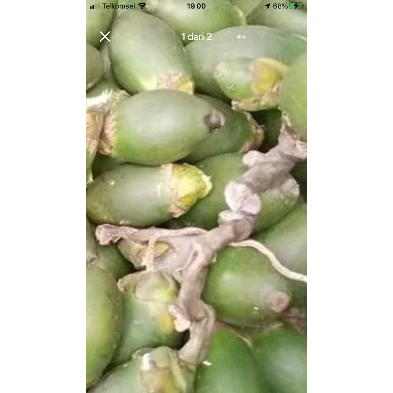 

pinang muda