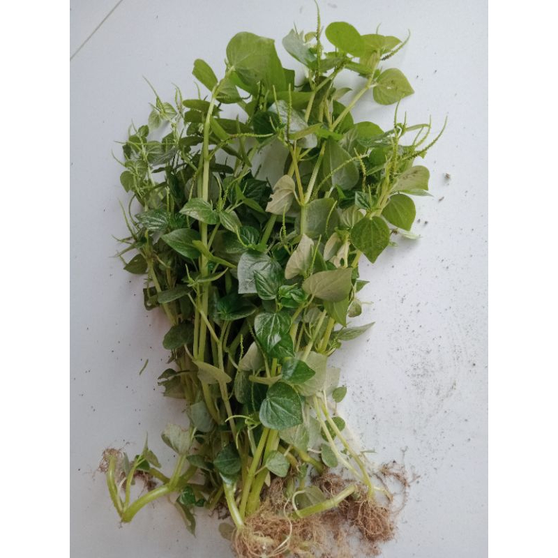 

Daun sirih cina berkhasiyat sangat baik untuk kesehatan berat1kg