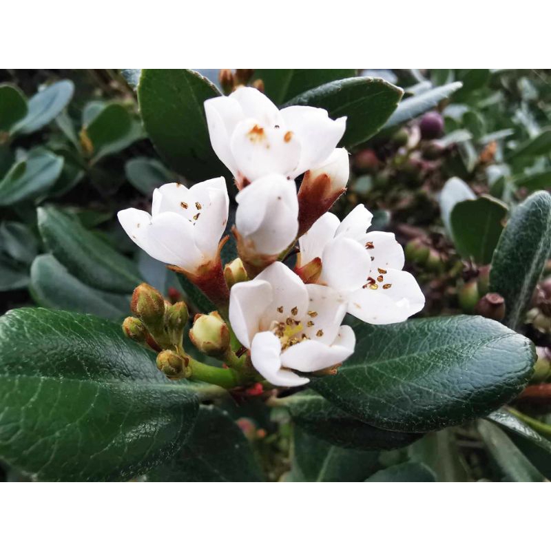 Bibit Tanaman Hias Rhaphiolepis Indica/Indian Hawthorn