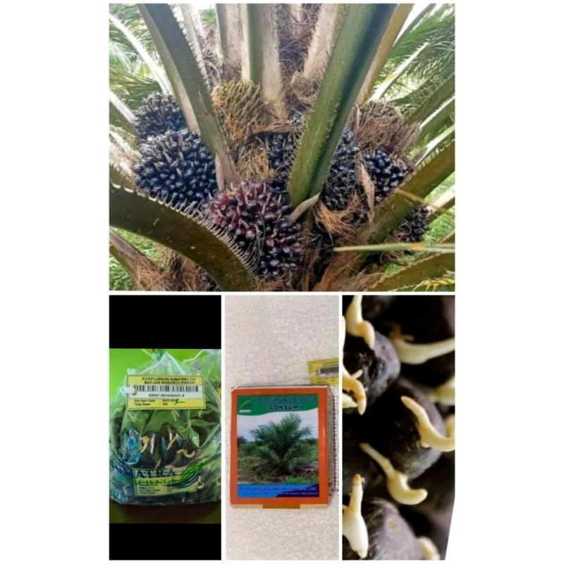 bibit kecambh kelapa sawit lonsum