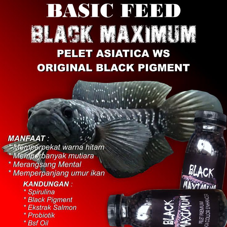 Hadir Terbaru  black maximum pelet asiatica WS Basic feed pelet ikan channa pakan ikan channa predat