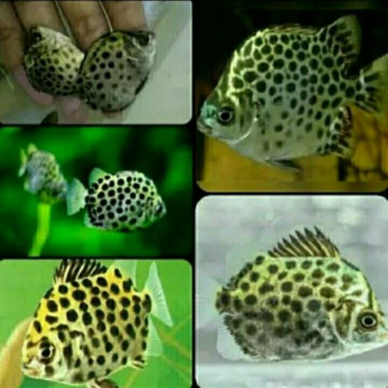 Ikan Kiper Scatophagus Argus Air Tawar