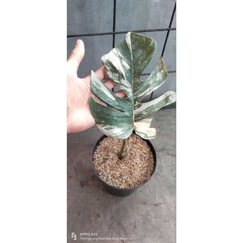 Monstera varigata 1 daun pancing tunas