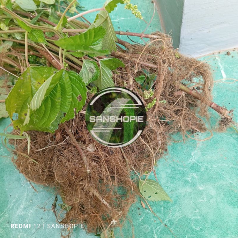 

Akar Jelatang Segar 250 gram petik langsung