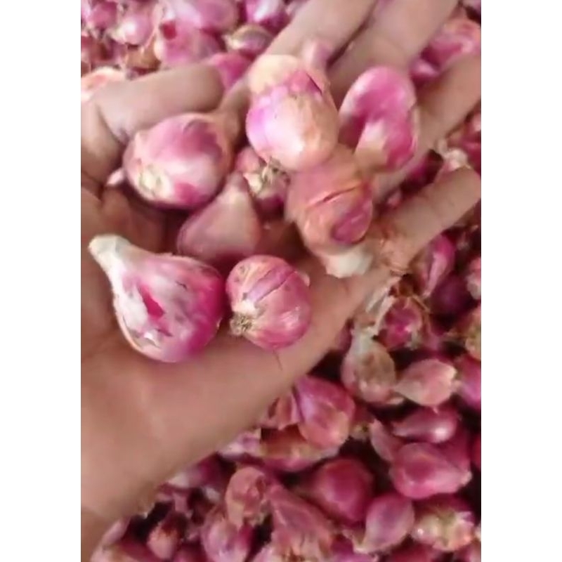 

bawang merah ukuran besar bawang Brebes