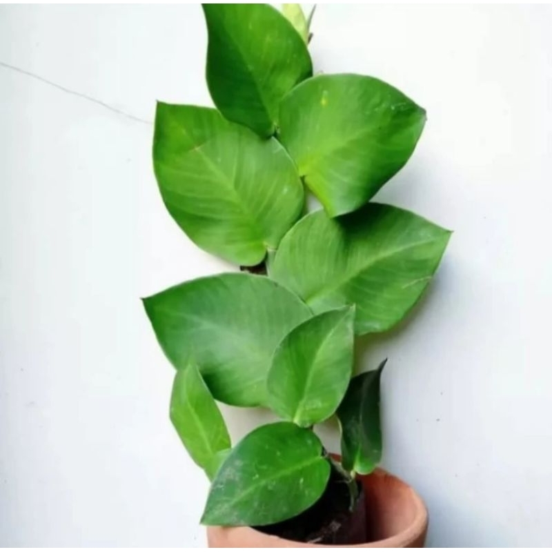Dolar Rambat Daun Besar/ Pohon Dolar Rambat Besar