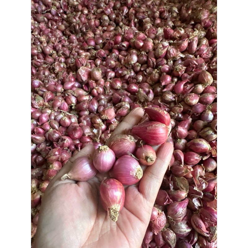 

Bawang merah