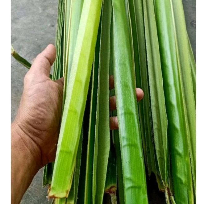 

Daun kelapa hijau segar 100 batang