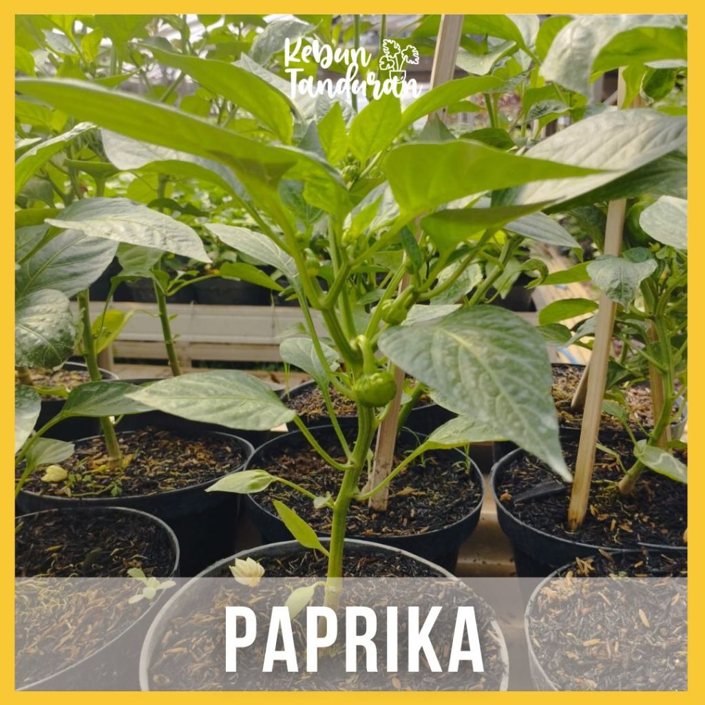 Bibit Tanaman Hias Cabe Paprika / Tanaman Herbal Cabe Paprika