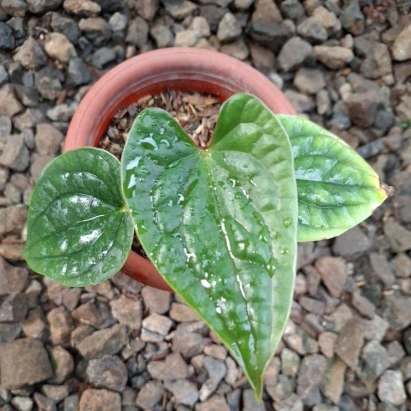 Anthurium Luxurian Ecuador from Chonk