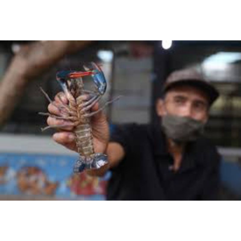 paket ternak lobster air tawar red claw 10 ekor indukan