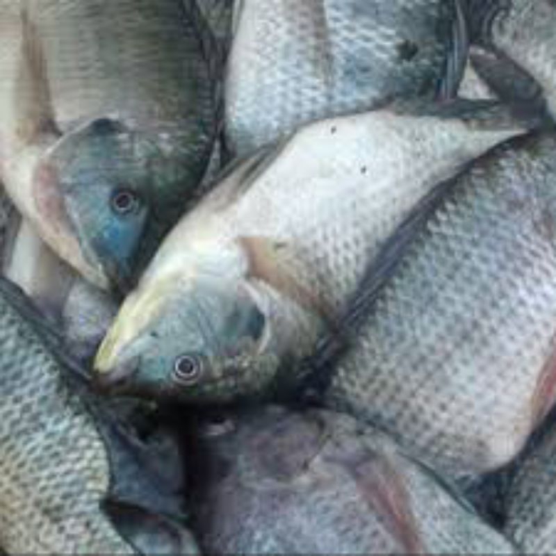 

KIRIM INSTAN IKAN NILA SEGAR