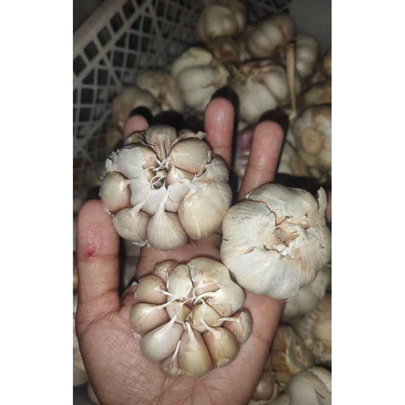 

BAWANG PUTIH SINCO-bawang putih bawang sinco