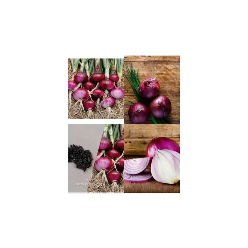 

BIJI BENIH BAWANG MERAH BESAR RED BURGUNDY - ISI 25 BUTIR