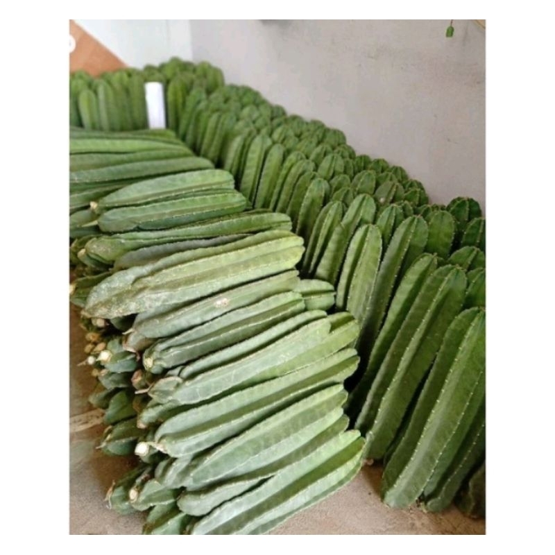 (BISA COD) Tanaman Kaktus Koboi Premium isi 2pcs / Tersusun / Tanaman Kaktus Koboi / Bunga kaktus