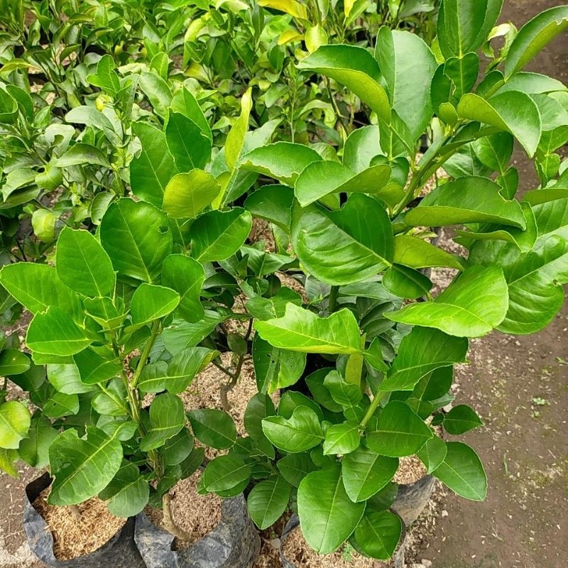 bibit tanaman buah jeruk red pamelo/pamelo merah