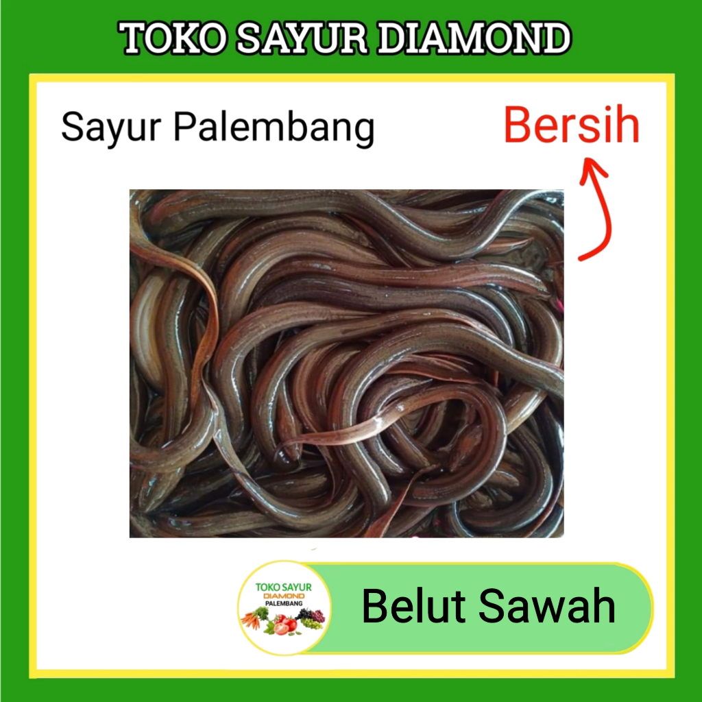 

Belut Fresh 500 Gram - Seafood Palembang