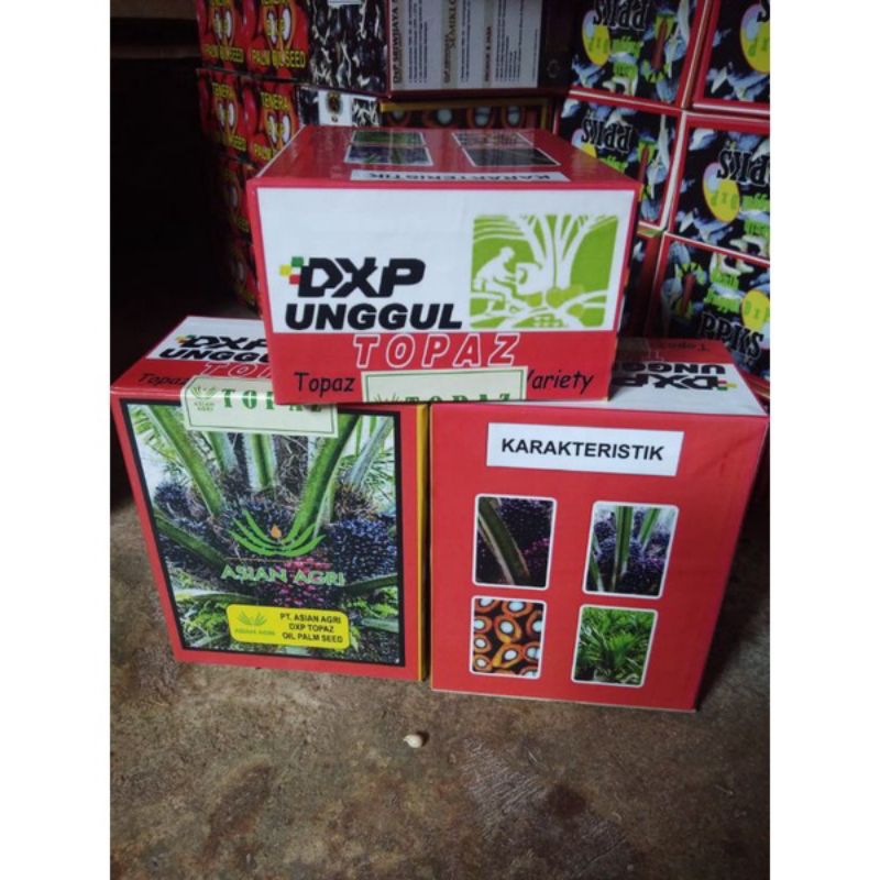 bibit kecambah sawit unggul DxP TOPAZ