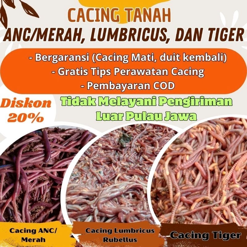 Cacing Tanah LUMBRICUS, ANC, dan TIGER / Cacing Tanah ANC/ Cacing Tanah Merah/ Cacing Tanah Hidup/ c