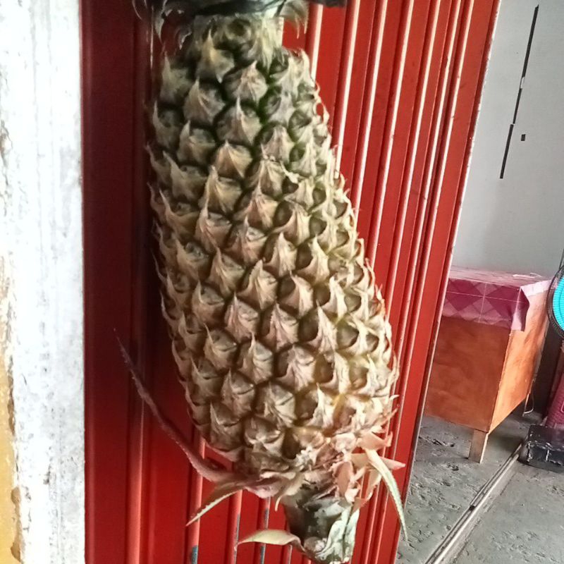 

nenas abng ku