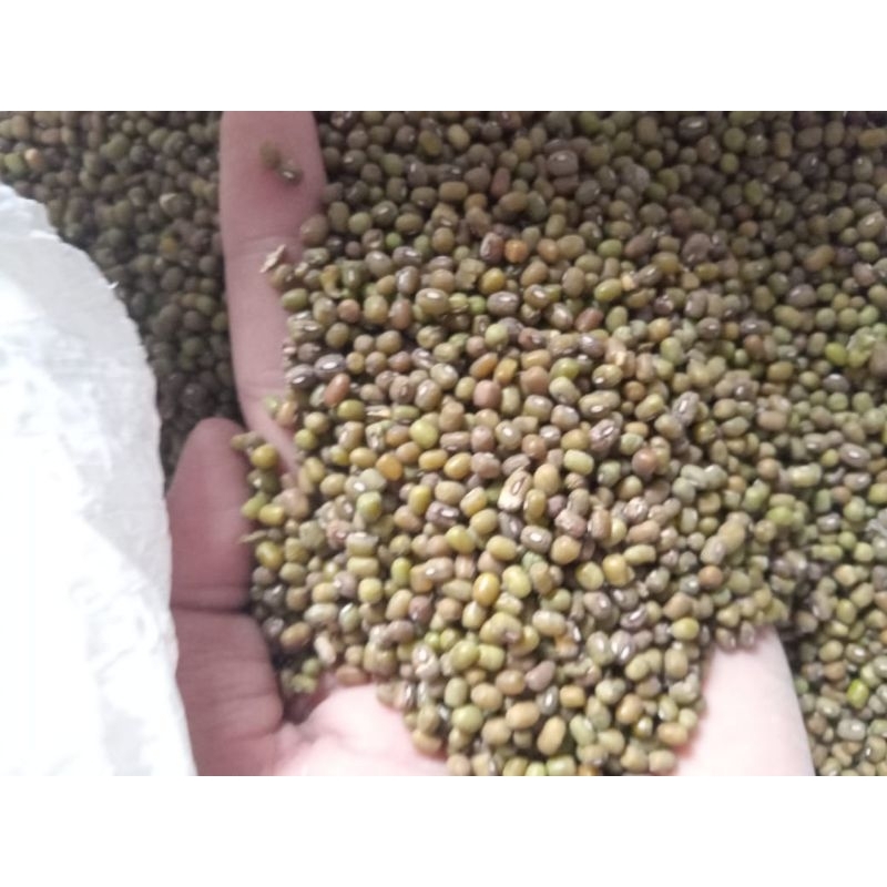 

kacang hijau untuk merpati pos paket 5 kg