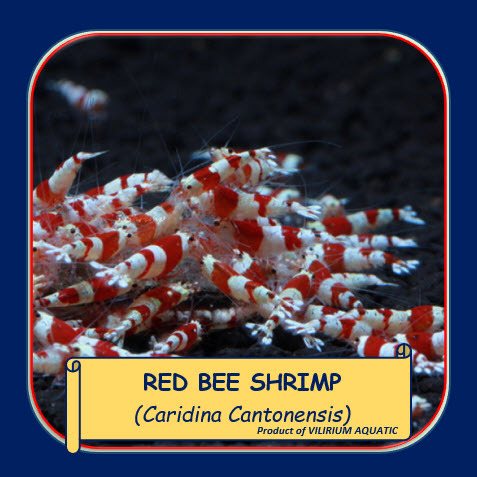 IKAN HIAS AIR TAWAR - UDANG HIAS RED BEE / RED BEE SHRIMP / BEE SHRIMP
