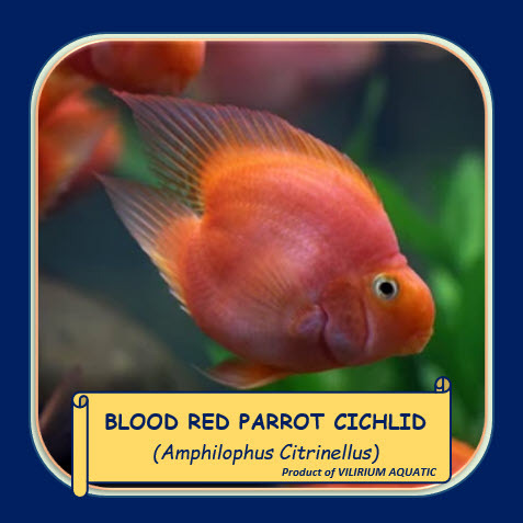 IKAN HIAS AIR TAWAR - RED PARROT NOTAIL / RED PARROT NO TAIL / BLOOD RED PARROT NO TAIL / BLOOD RED 