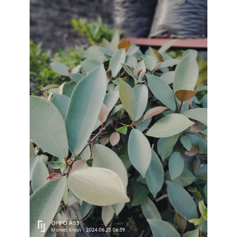 iprik silver pupus merah