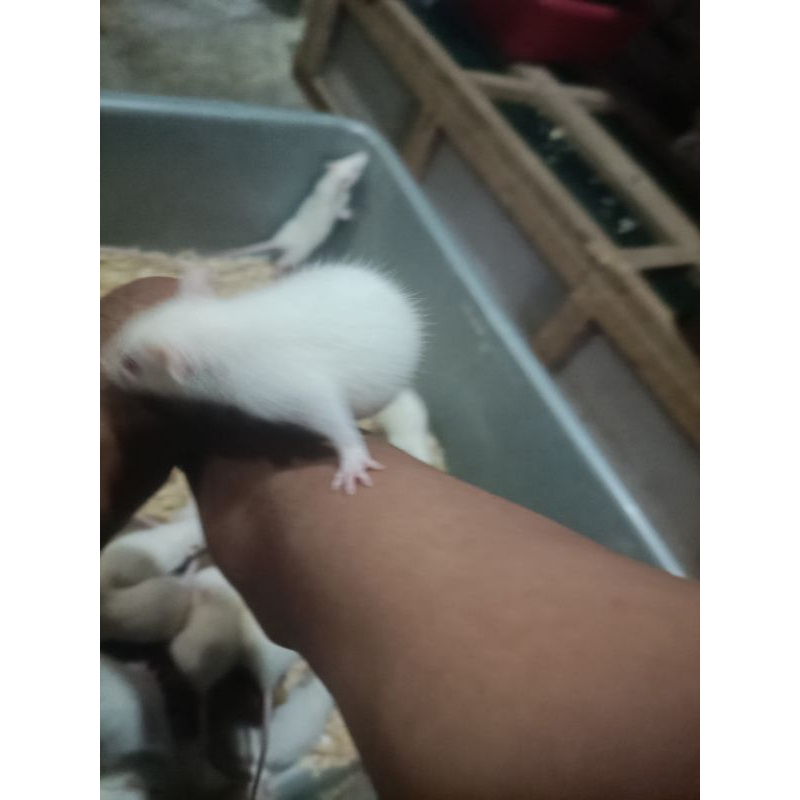 tikus putih rat small BB 31-45gr, pakan reptil/pakan burung predator