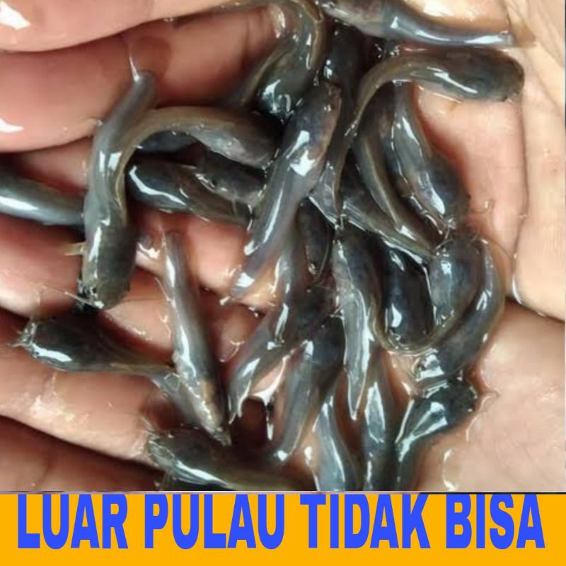 bibit lele MUTIARA ISI 50 CEPAT BESAR