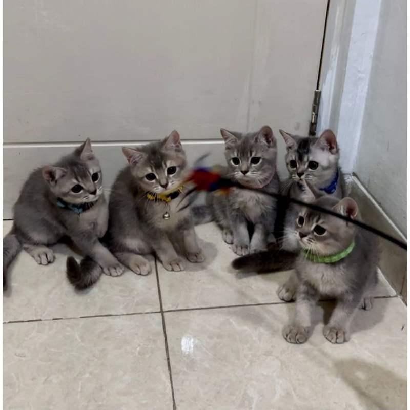 Adopt BSH Pure Non Ped British Short Hair kucing