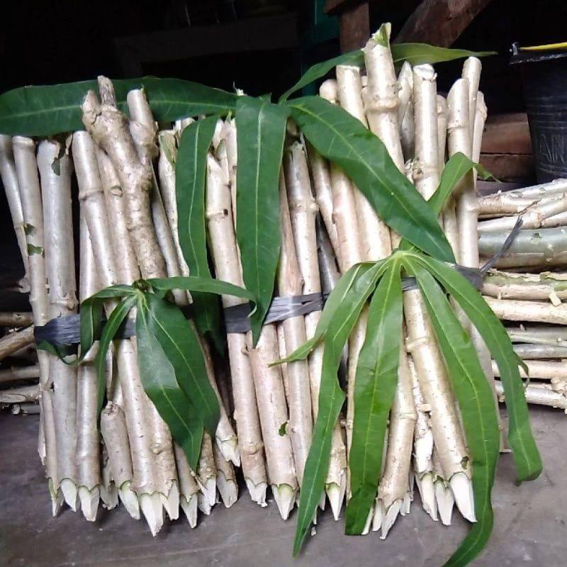 Bibit daun singkong sayur