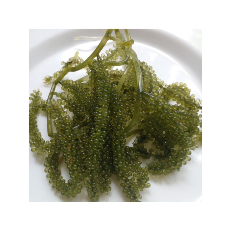 

Anggur Laut / Green Caviar / Umibudo Segar (Batam Only)