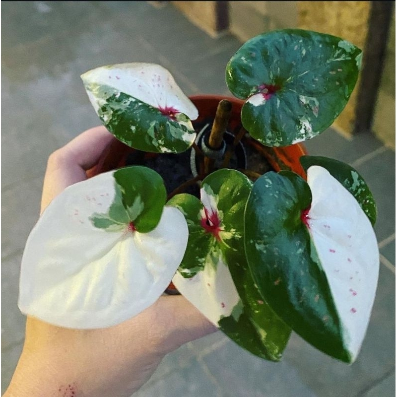 Tanaman Hias Caladium Billionaire-keladi hybrid thai series