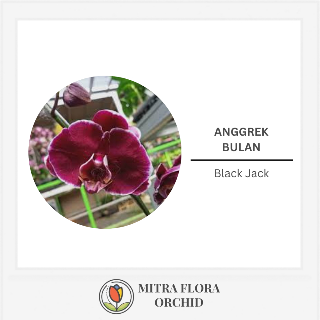 Anggrek Bulan Mini Black Jack