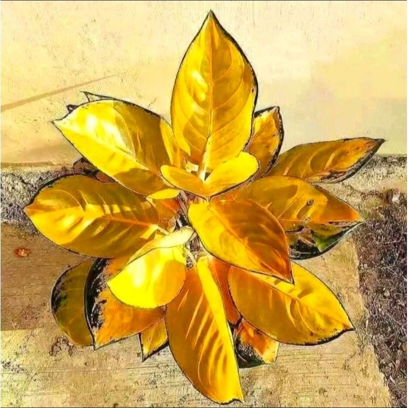 Tanaman Aglonema sultan brunei - Bunga Aglaonema Murah kuning BUKAN bonggol bibit - tanaman hias hid