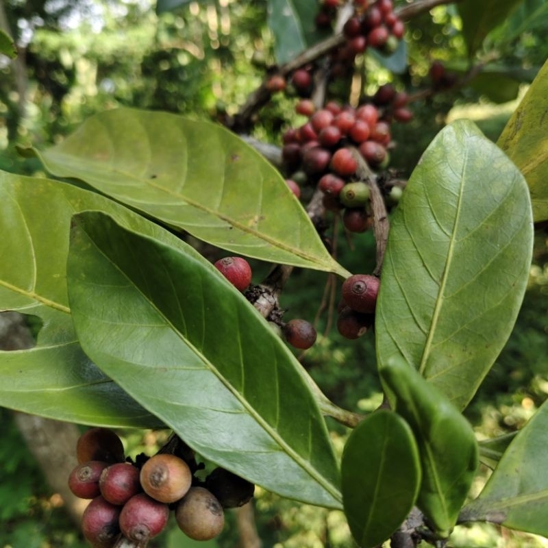 biji kopi nangka excelsa liberika petik merah segar mentah tanpa kupas 500 gram