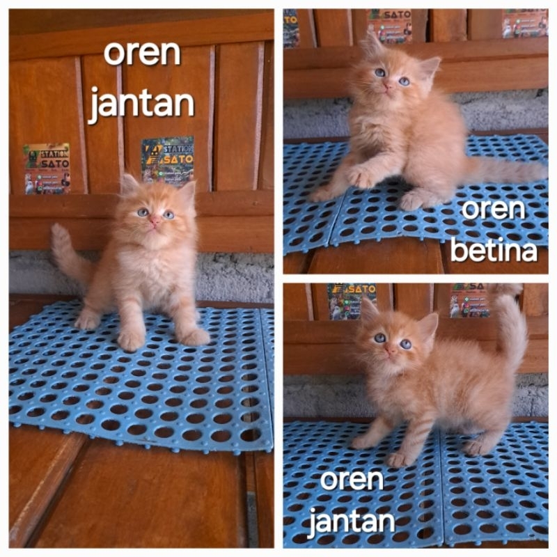 Kucing Kitten Persia Oren Lucu