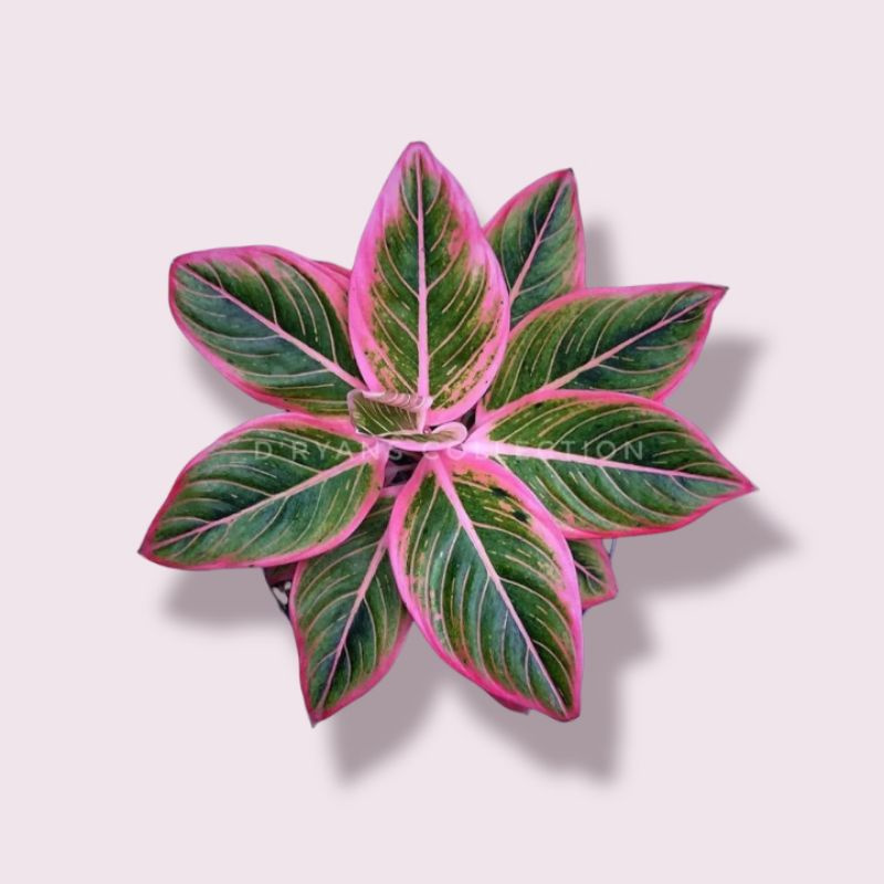 Aglonema Klasik / Tanaman Hias / Siam Aurora / Lipstik Pink