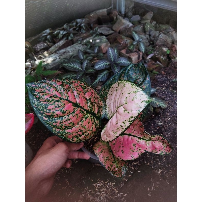 Aglonema ruby kura tanian lokal