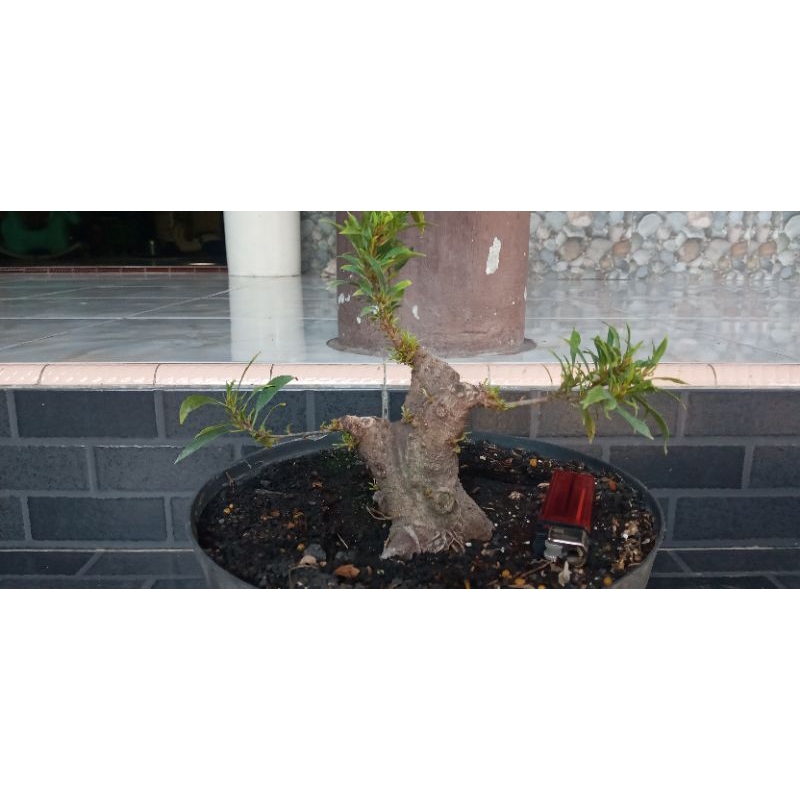 bahan bonsai beringin afrika