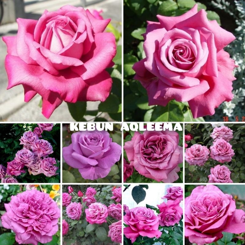 Mawar Import - Claude Brasseur Wangi