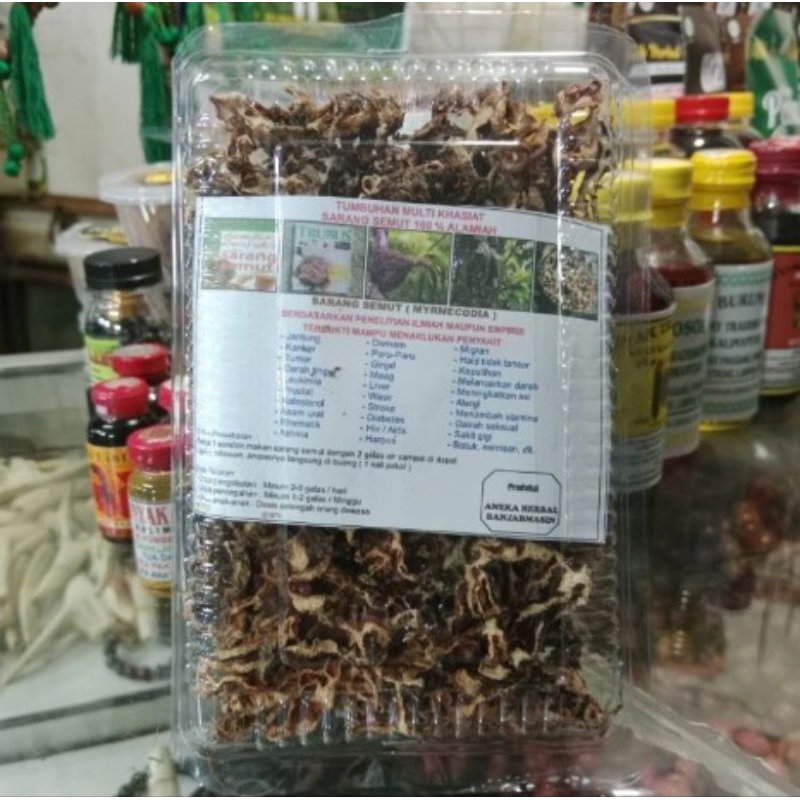 

tumbuhan multikhasiat sarang semut